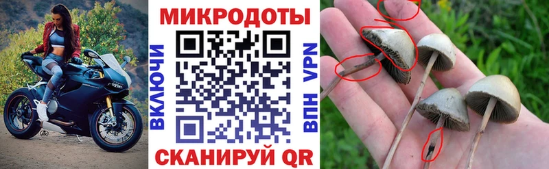 Галлюциногенные грибы Cubensis  Купить закладки  Березники 